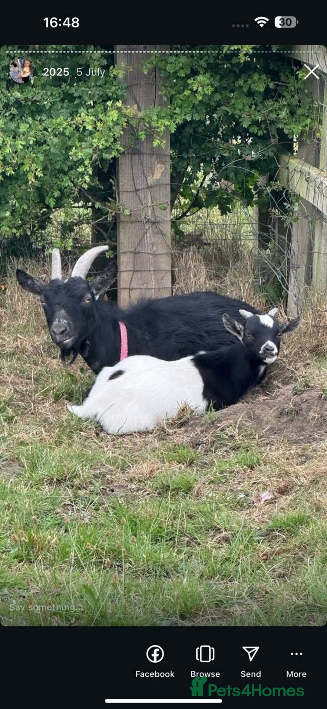 Goats livestock for sale: X2 male and female goats  - Image 1