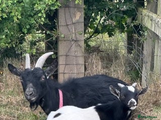 Goats livestock - Advert 5