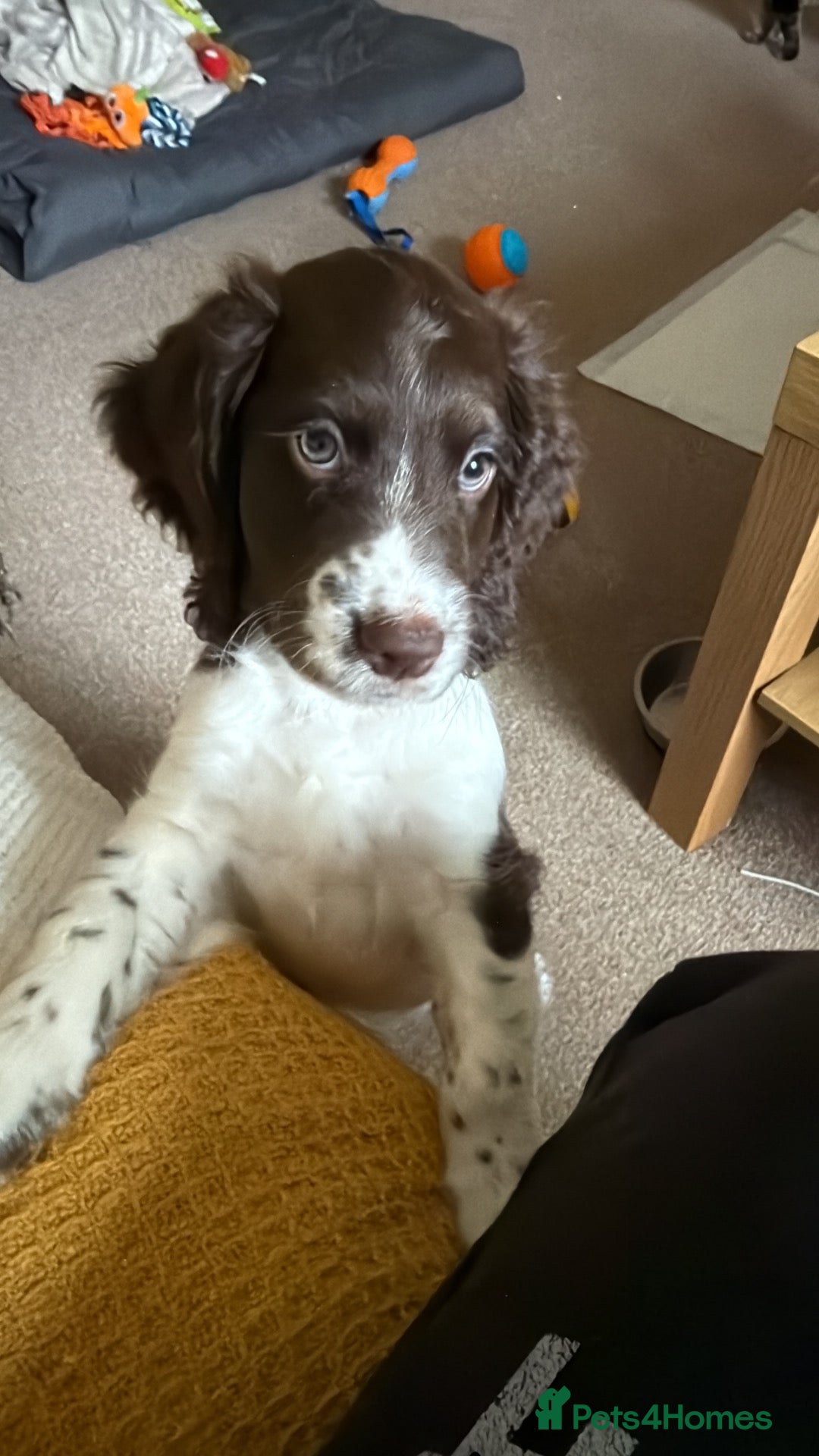 Cocker Spaniel dogs Cocker spaniel beautiful boy - Advert 2