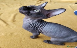 Sphynx cats for sale: Canadian blue-black sphynx kitten - Image 3