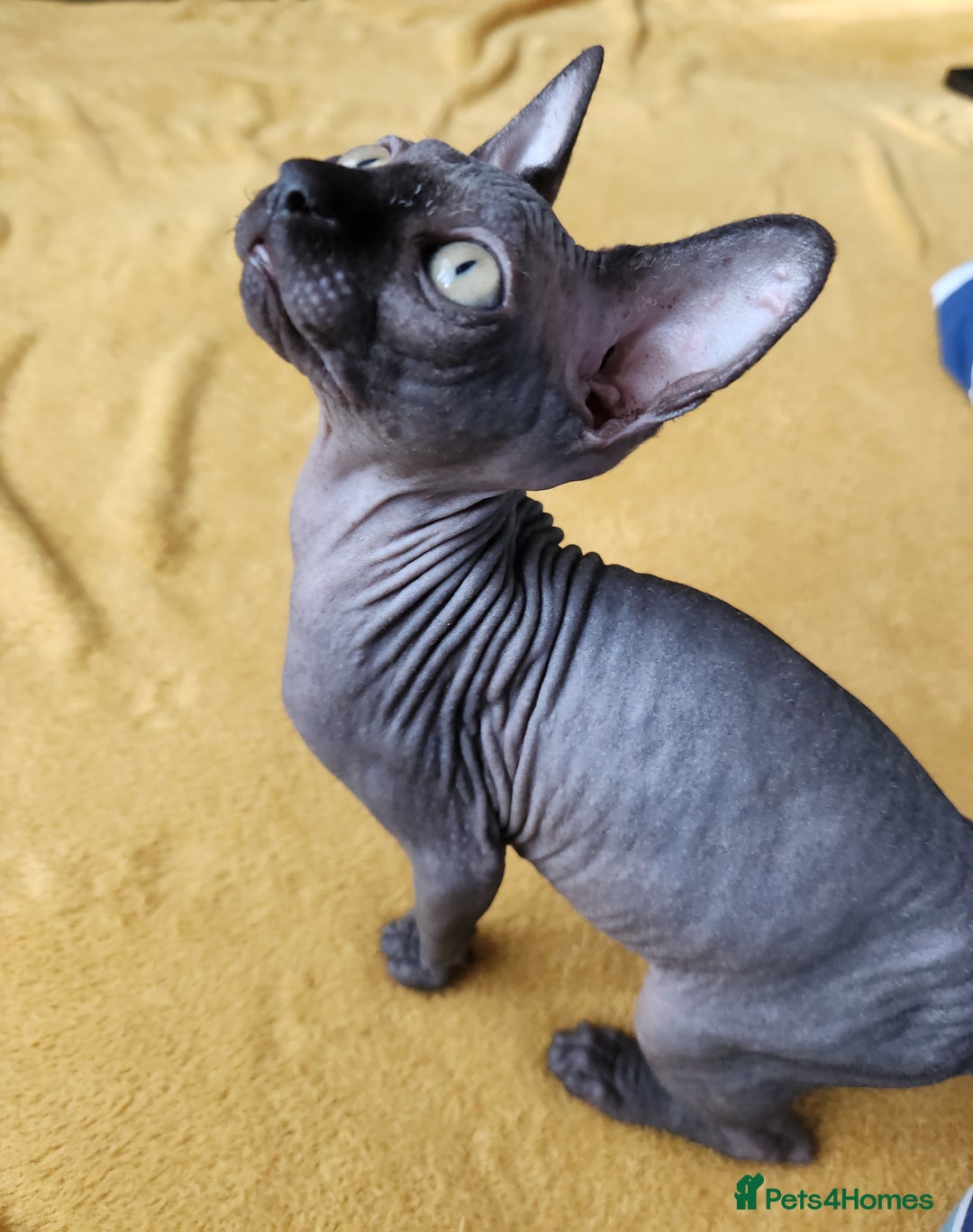 Sphynx cats for sale: Canadian blue-black sphynx kitten - Image 3