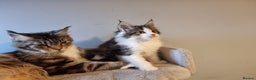 Maine Coon cats for sale: Beautiful Maine Coon kittens  - Advert 3