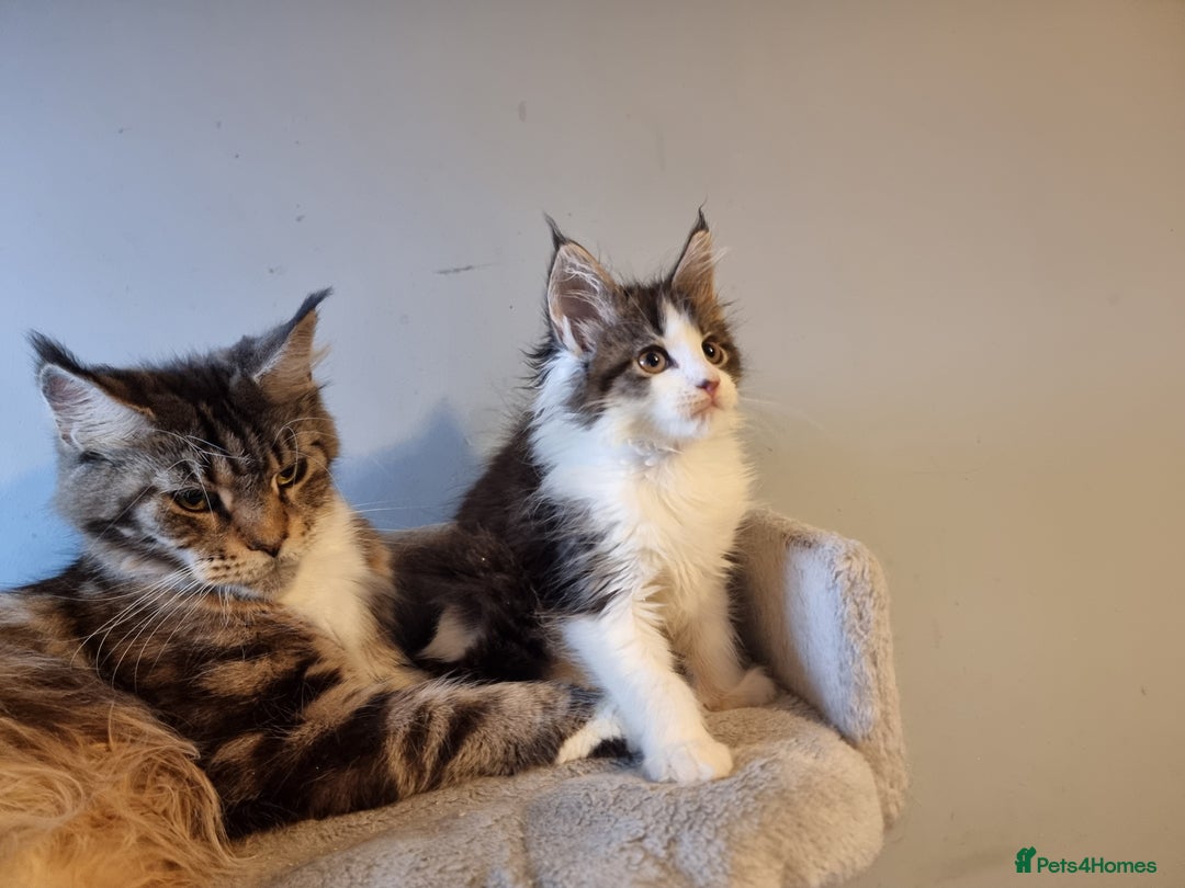 Maine Coon cats for sale: Beautiful Maine Coon kittens  - Advert 3