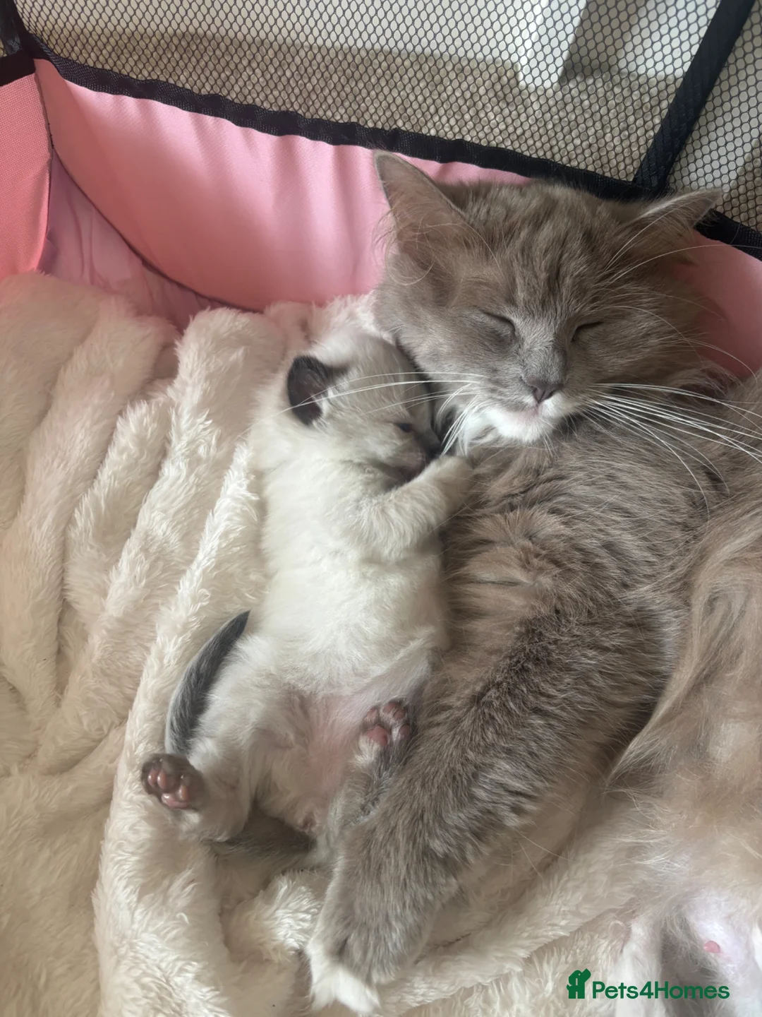 Ragdoll cats for sale: 4 beautiful kittens  - Advert 15