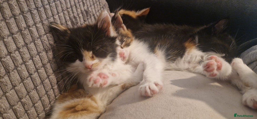 Mixed Breed cats for sale: Litter of 6 healthy beautiful kittens - Image 3