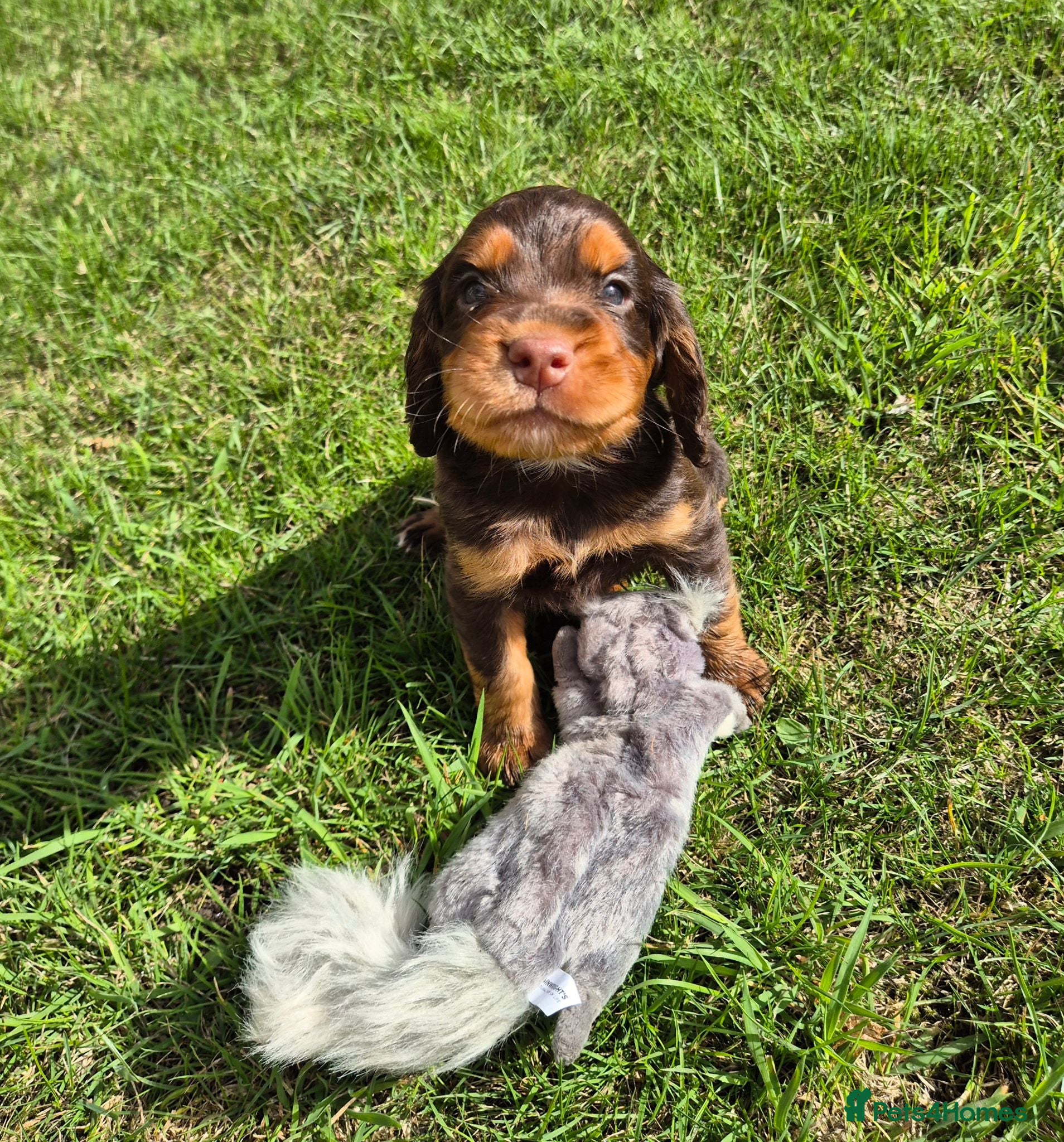 Cocker Spaniel dogs Kc registered working cockers - Advert 1