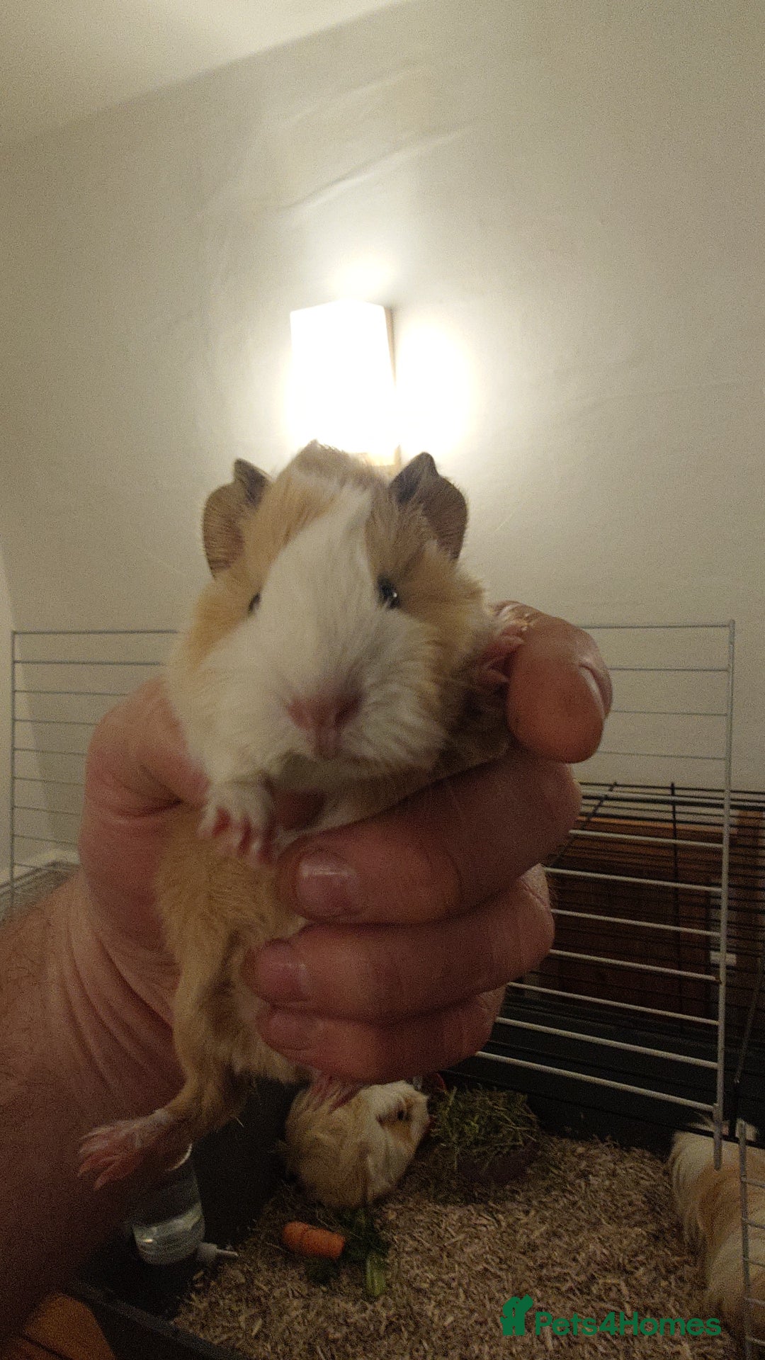 Guinea Pig rodents for sale: Pure bred Peruvian boars, father & son - Advert 3