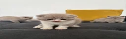 Scottish Fold cats for sale: Last Kittens – Don't Miss Out  - Advert 12