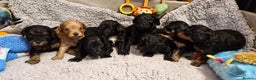 Cavapoo dogs for sale: Gorgeous F1b Cavapoo puppys Health tested parents  - Advert 10