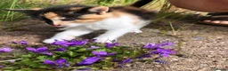 Mixed Breed cats for sale: Adorable Kittens Ready for their Forever Homes - Advert 8