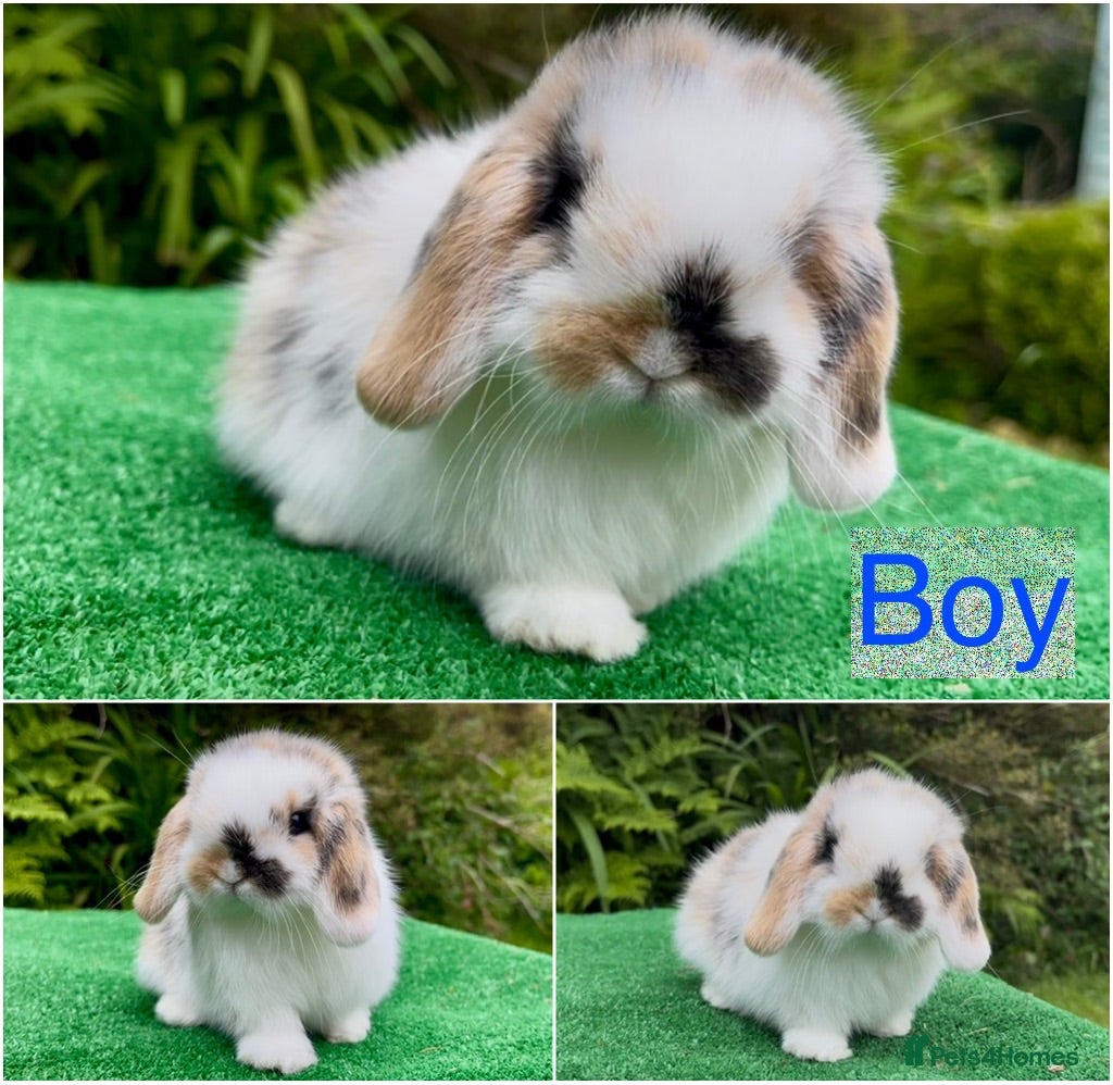 Mini Lop rabbits Baby mini lops ready 12th June - Advert 8