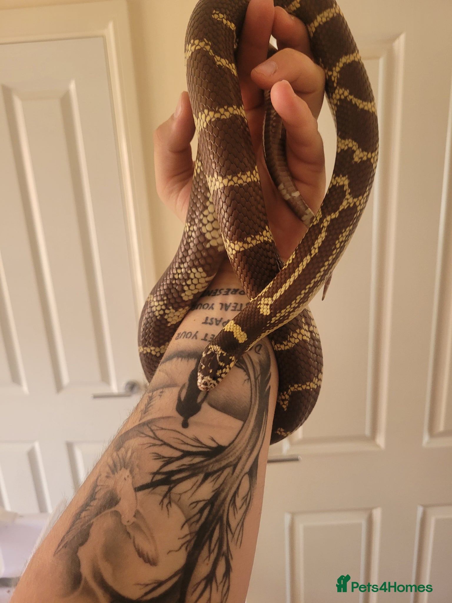 King Snake reptiles King Snake - Advert 3