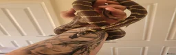 King Snake reptiles for sale: King Snake in Telford - Advert 1