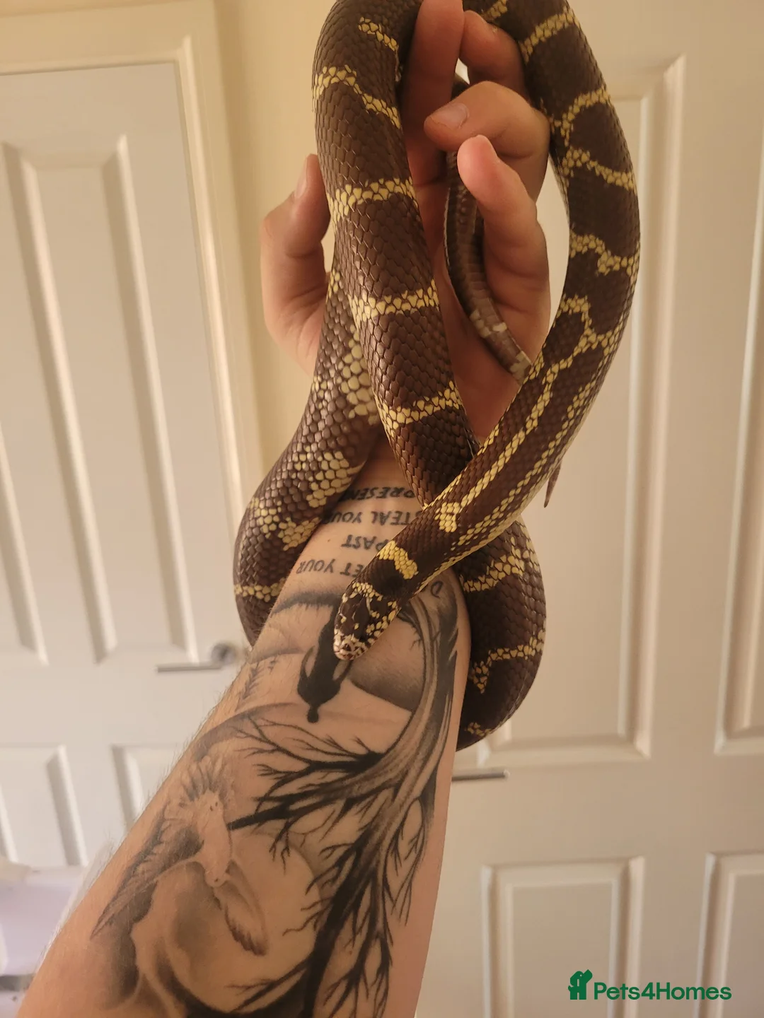 King Snake reptiles for sale: King Snake in Telford - Advert 1
