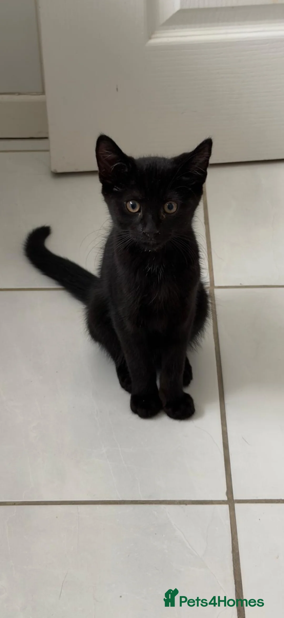 Mixed Breed cats for sale: 17 week old kitten in Widnes - Advert 2