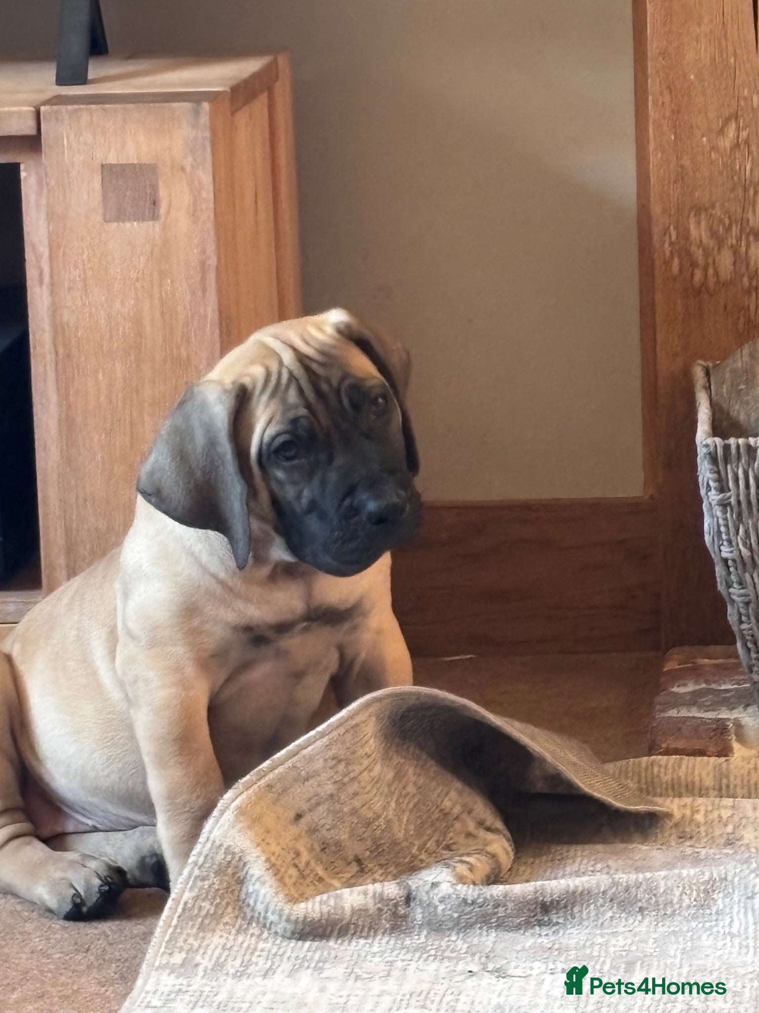 Boerboel dogs Dee Bradbury - Advert 2
