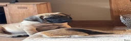 Boerboel dogs for sale: Dee Bradbury - Advert 1