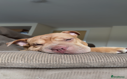 Mixed Breed dogs for sale: Daisy female  - Image 2