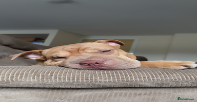 Mixed Breed dogs - Advert 1