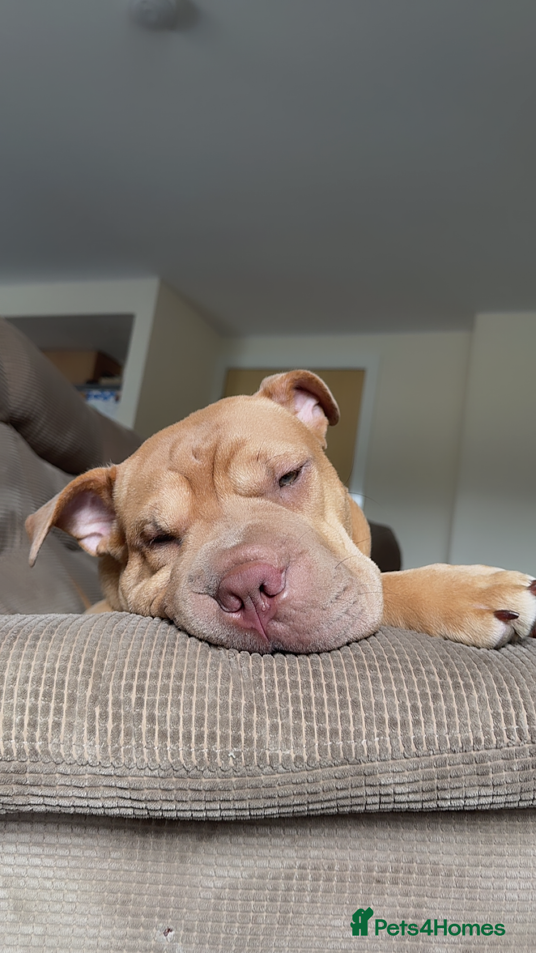 Mixed Breed dogs for sale: Daisy female  - Image 2