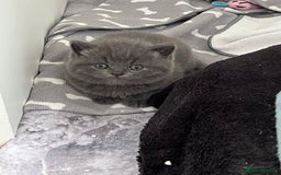 British Shorthair cats for sale: Post to gain interest - Image 3