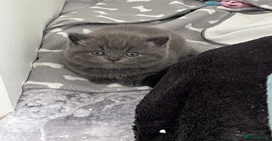 British Shorthair cats - Advert 3