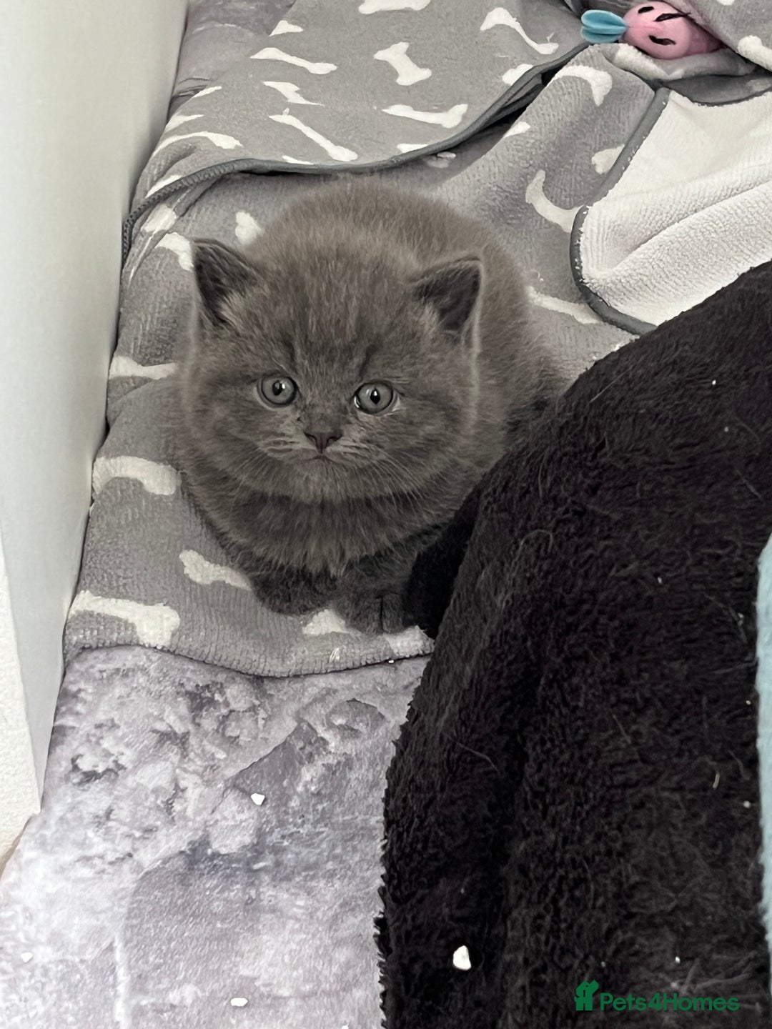 British Shorthair cats for sale: Post to gain interest - Image 3