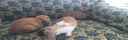 Mini Lop rabbits for sale: 4 Beautiful Mini Baby Lops  - Advert 4