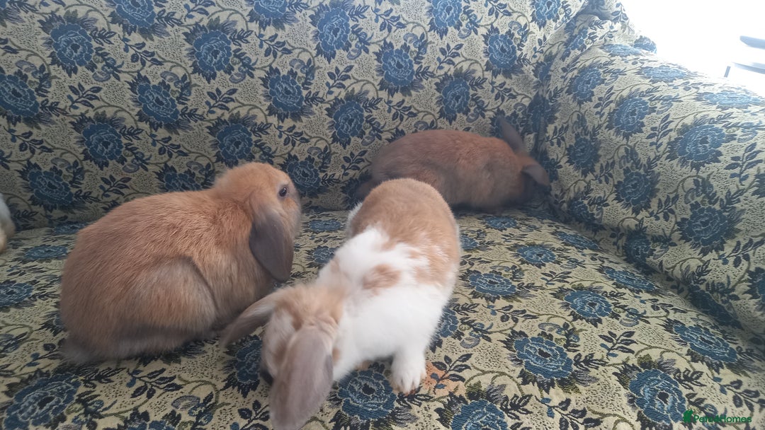 Mini Lop rabbits for sale: 4 Beautiful Mini Baby Lops  - Advert 4