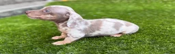 Miniature Dachshund dogs for sale: ❤️Adorable Isabella Miniature Dachshund Puppies 🐶 - Advert 28