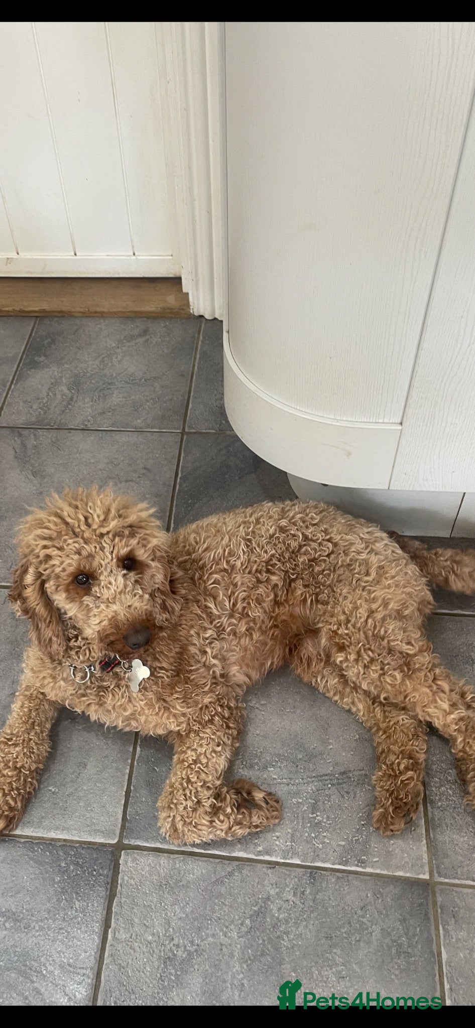 Cockapoo dogs F1 cockapoos 2 beautiful girls available  - Advert 2