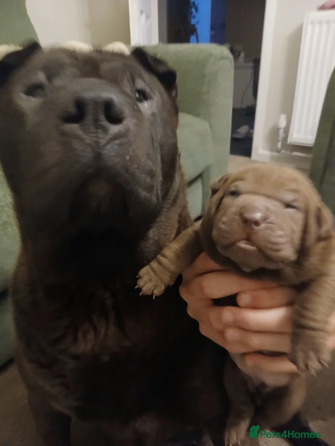 Shar Pei dogs for sale: 5 girls and one boy - Advert 7