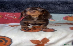 Doxiepoo dogs for sale: House trained READY NOW FOR THERE FOREVER HOMES ❤️ - Image 32