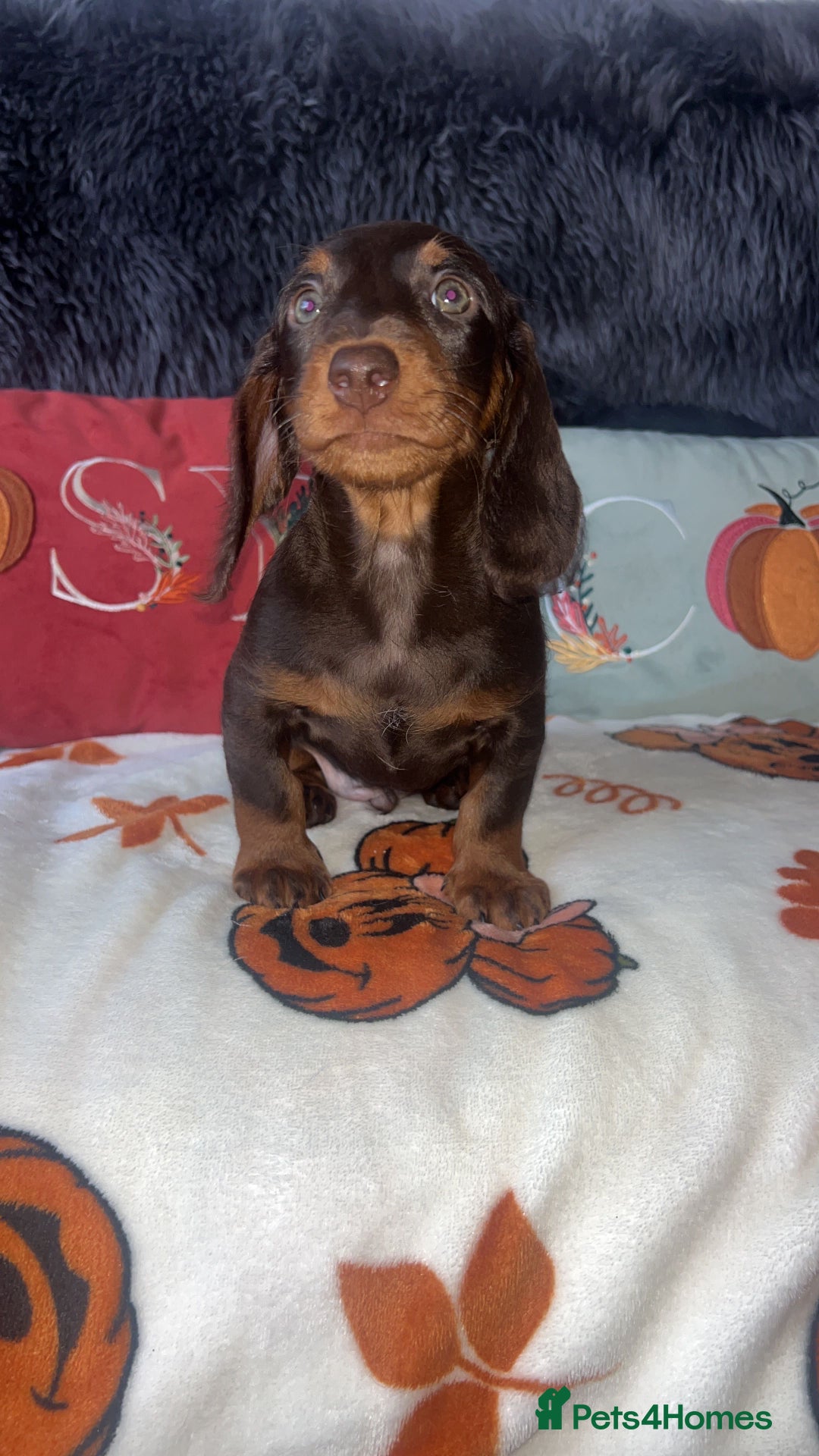 Doxiepoo dogs for sale: House trained READY NOW FOR THERE FOREVER HOMES ❤️ - Image 32