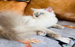 Ragdoll cats for sale: SILKY GCCF PEDIGREE RAGDOLL - Championline  in London - Image 3