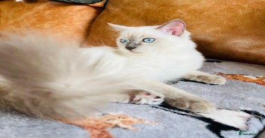 Ragdoll cats in London - Advert 6