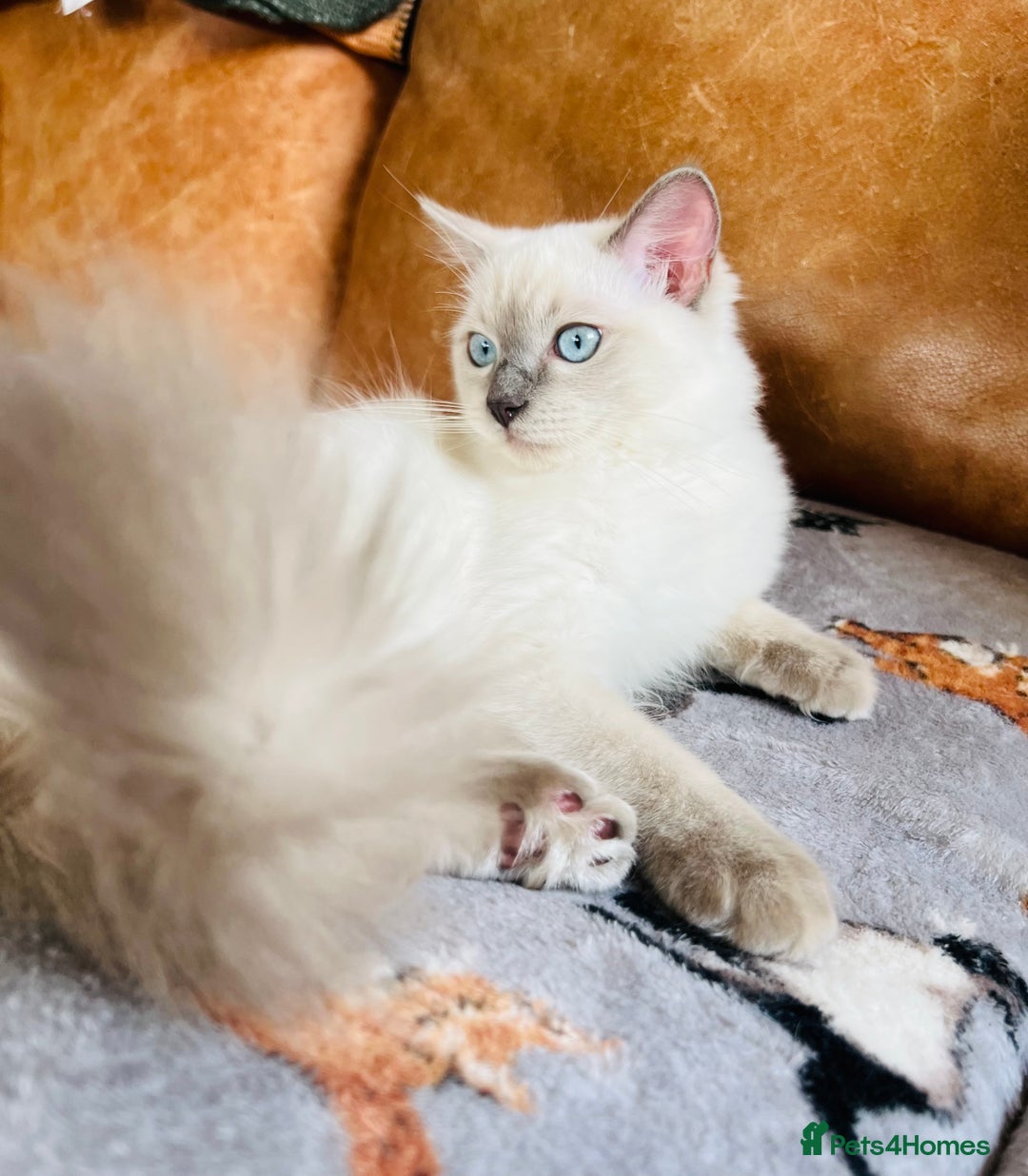 Ragdoll cats for sale: SILKY GCCF PEDIGREE RAGDOLL - Championline  in London - Image 3