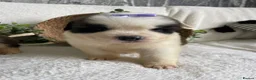 Saint Bernard dogs for sale: STUNNING ST BERNARD PUPPIES - Advert 3