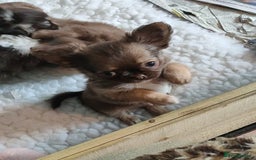Chihuahua dogs for sale: Only one beautiful boy left,he's totally stunning  - Image 38