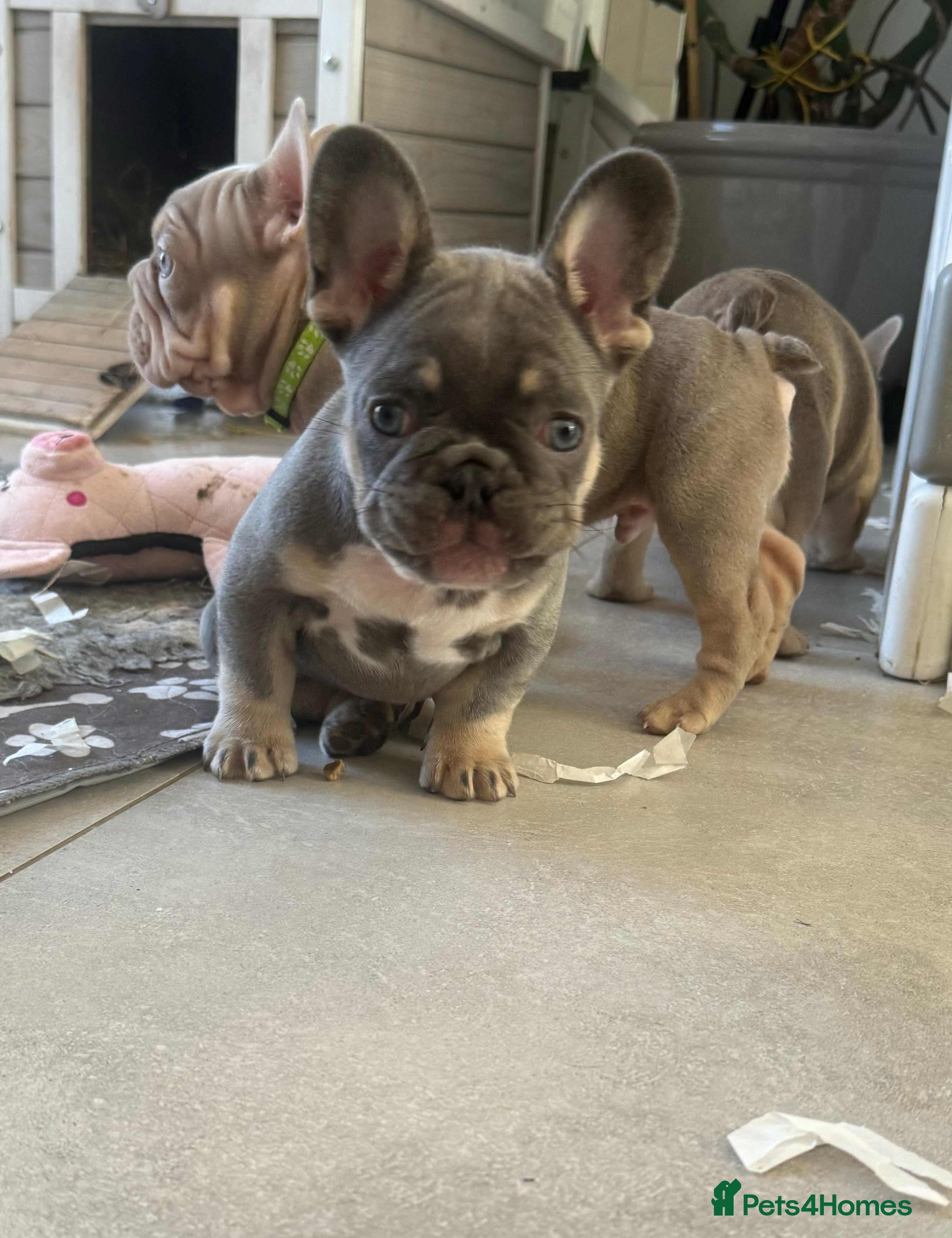 French Bulldog dogs High quality French bulldog puppies  - Advert 4