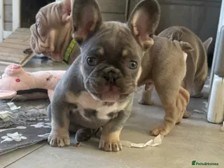 French Bulldog dogs High quality French bulldog puppies - Advert 4