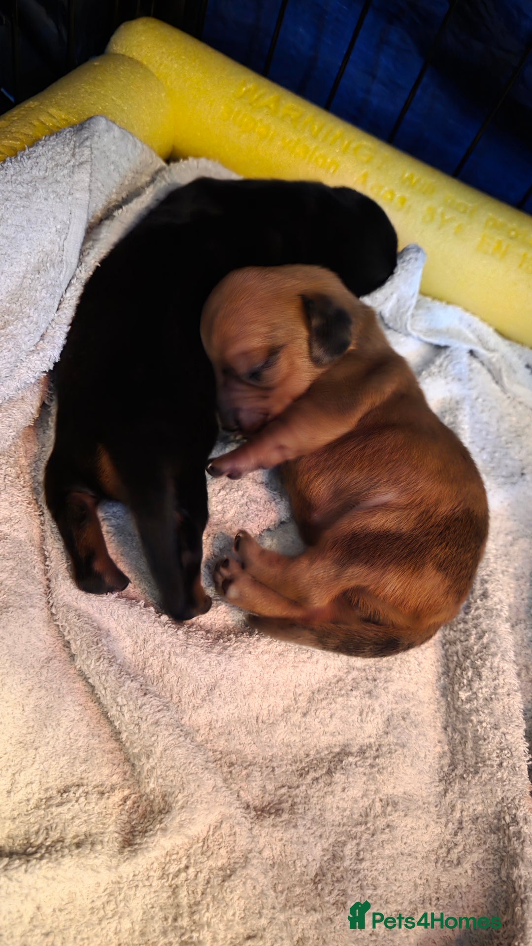 Miniature Dachshund dogs for sale: Beautiful Dachshund Girl - Ready in 2 weeks - Advert 3