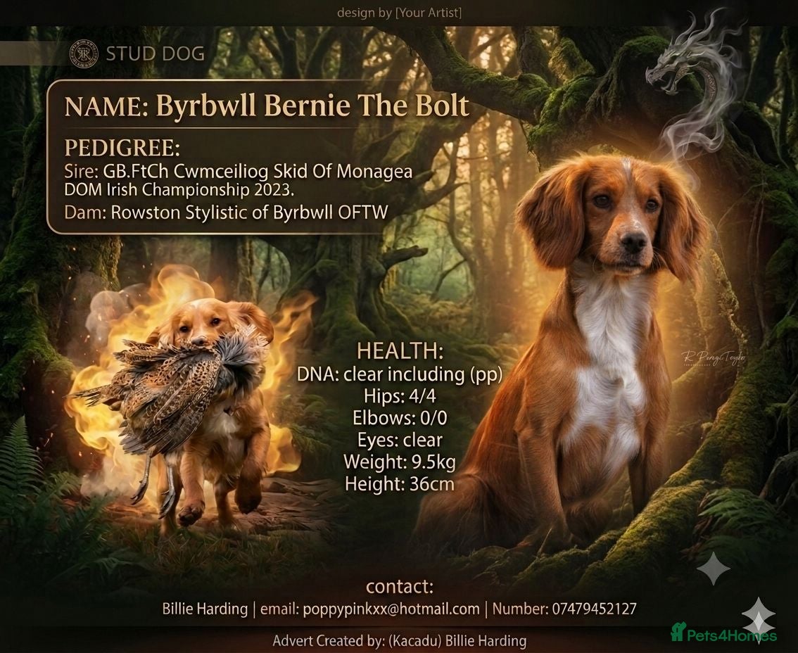Cocker Spaniel dogs FTCH X OFTW health tested stud - Advert 13