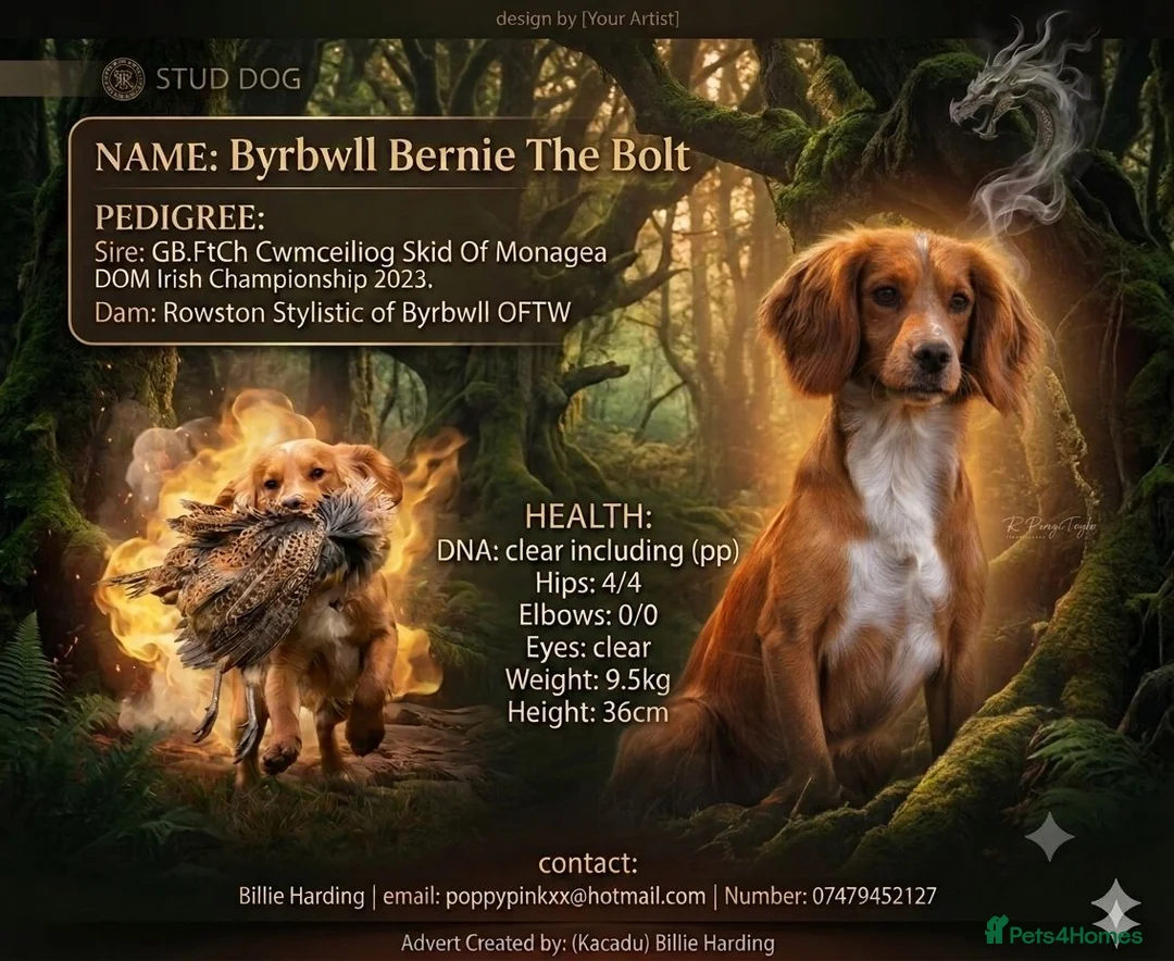 Cocker Spaniel dogs for stud: FTCH X OFTW health tested stud - Advert 1