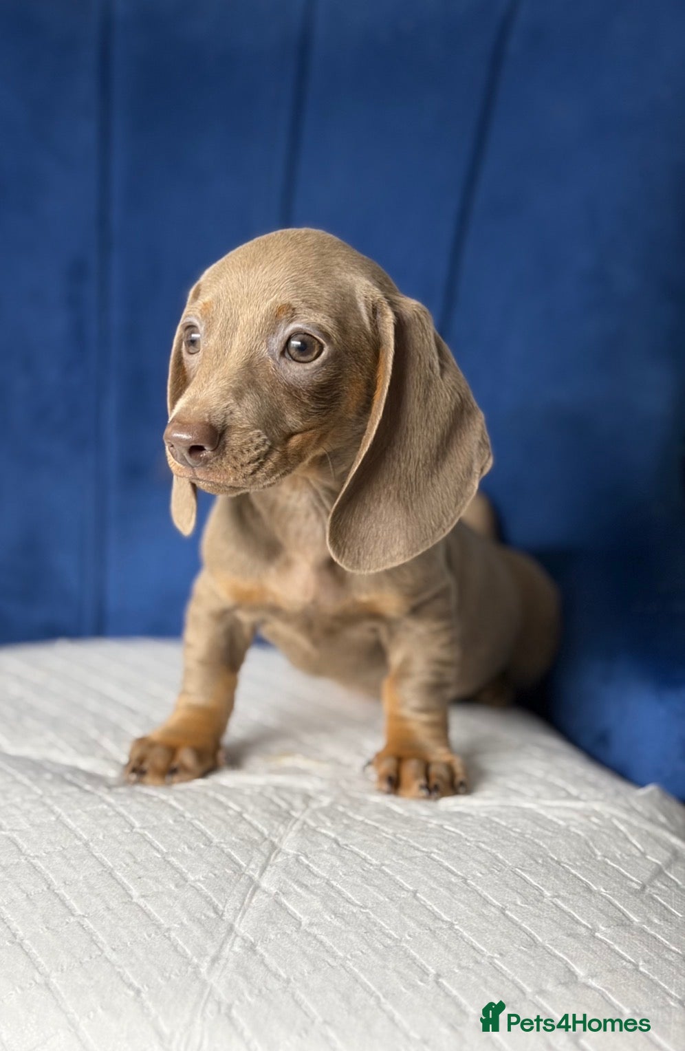 Miniature Dachshund dogs Miniature Dachshunds 8 weeks old Ready to leave  - Advert 3