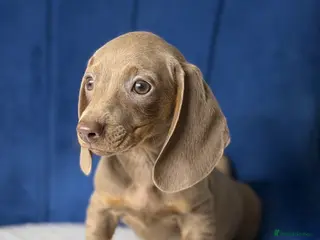 Miniature Dachshund dogs Miniature Dachshunds 8 weeks old Ready to leave - Advert 3