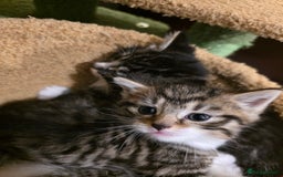 Maine Coon cats for sale: Mainecoon Mix Kittens for Sale  - Image 5