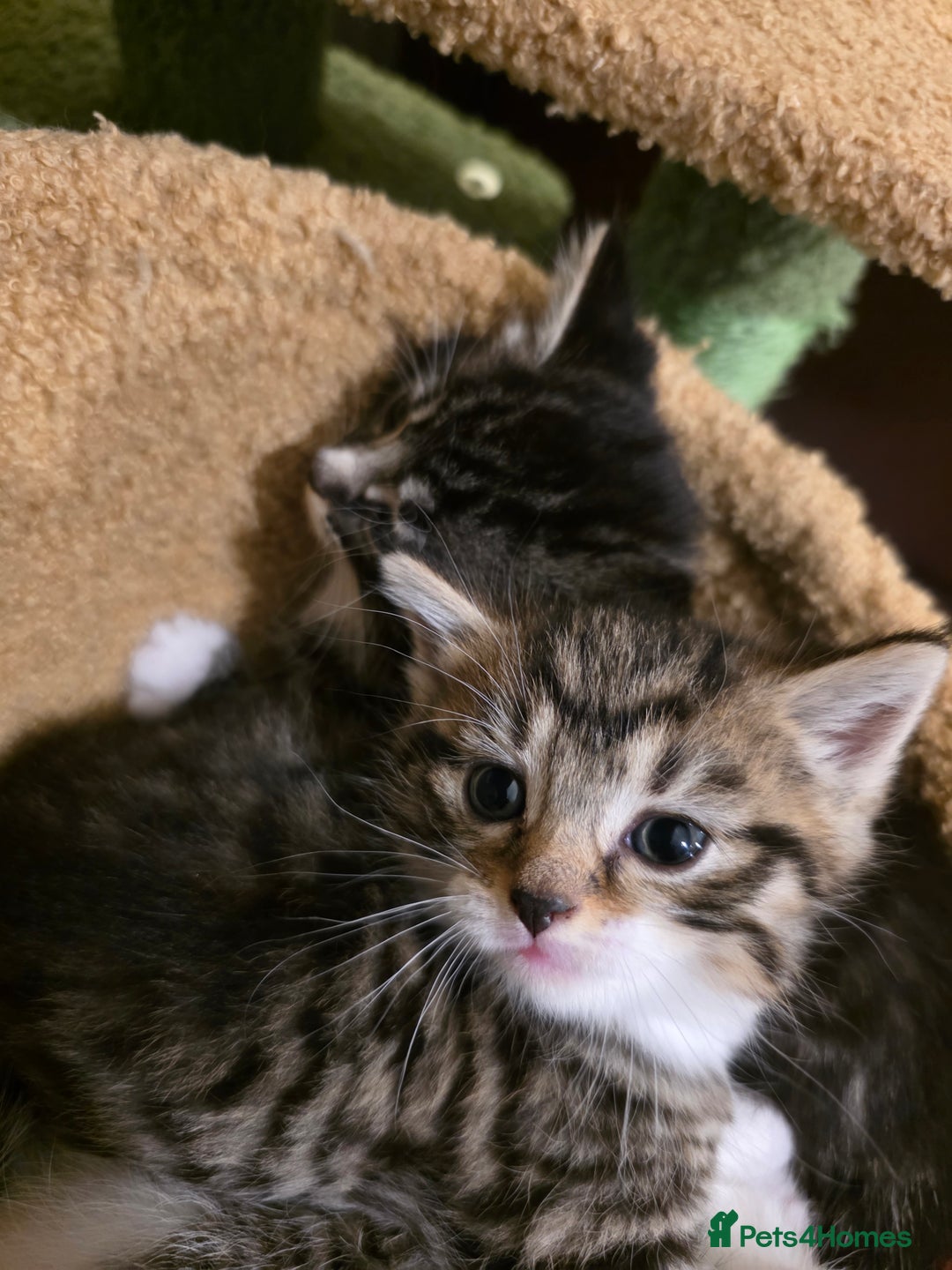 Maine Coon cats for sale: Mainecoon Mix Kittens for Sale  - Image 5