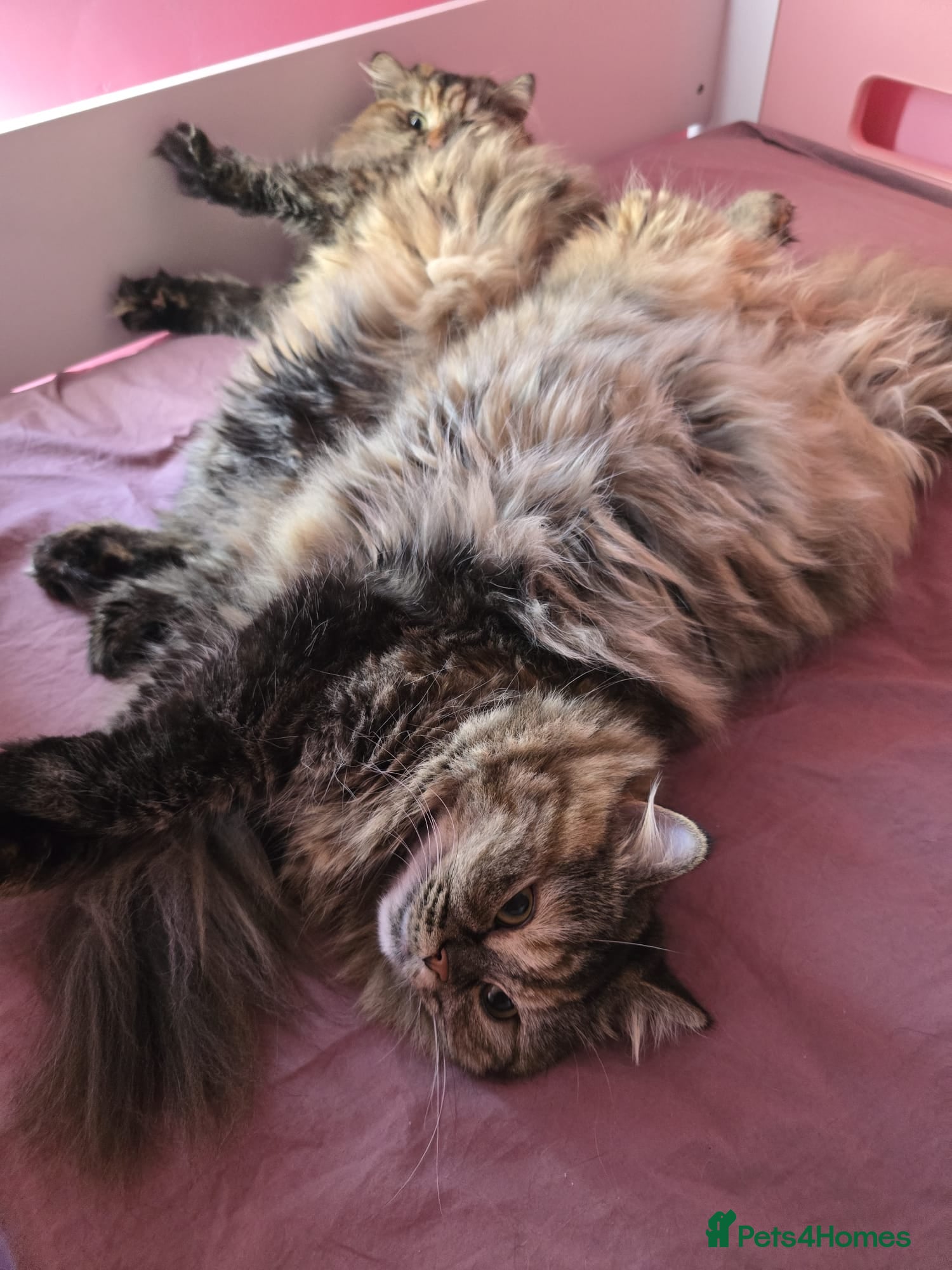 Mixed Breed cats for sale: Peanut - half persian tabby girl cat - Advert 4