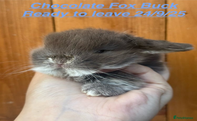 Mini Lop rabbits in Chard - Advert 1